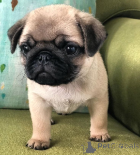 Photo №1. pug - for sale in the city of Libbon | 258$ | Announcement № 174051