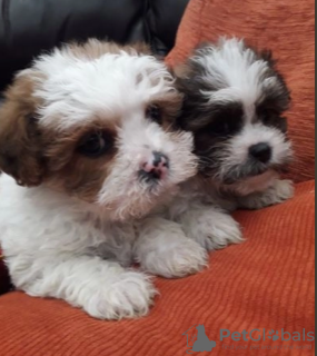 Photo №1. shih tzu - for sale in the city of Stockholm | negotiated | Announcement № 113192