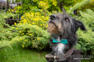 Photo №3. I have a wonderful dog to supervise. The family is waiting for more than a year.. Russian Federation