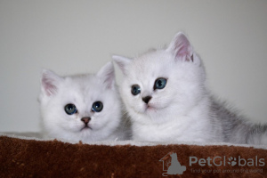 Additional photos: Lovely British shorthair kittens with home training for sale