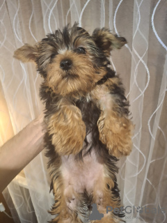 Additional photos: Yorkie puppy.