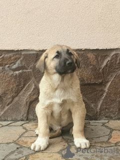 Photo №4. I will sell anatolian shepherd in the city of Kiev. from nursery, breeder - price - 1057$