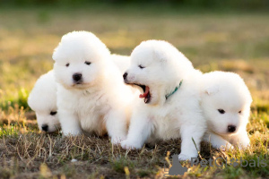 Photo №3. Samoyed FCI. Poland