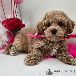 Photo №2 to announcement № 134935 for the sale of  - buy in Germany 