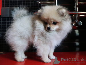 Additional photos: Pomeranian girl, standard