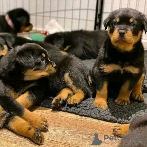 Photo №1. rottweiler - for sale in the city of Borlänge | 375$ | Announcement № 13386