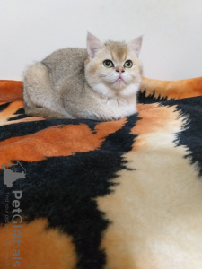 Photo №4. I will sell scottish fold in the city of Измир. from nursery - price - negotiated