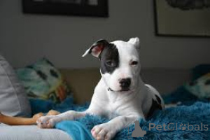 Photo №4. I will sell american staffordshire terrier in the city of Sheffield.  - price - negotiated