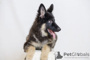 Photo №1. german shepherd - for sale in the city of Калифорния Сити | 1500$ | Announcement № 9240