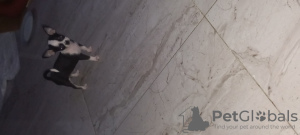 Photo №4. I will sell chihuahua in the city of Hurghada. breeder - price - 250$