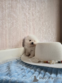 Photo №4. I will sell pomeranian in the city of Rylsk. private announcement - price - 350$