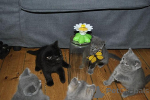 Photo №1. british shorthair - for sale in the city of Affalterbach | 599$ | Announcement № 174809