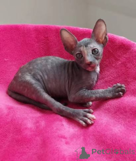 Photo №3. Cute Cornish Rex Kittens Available. France