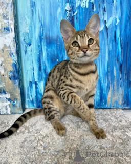 Photo №1. savannah cat - for sale in the city of Cologne | negotiated | Announcement № 167307