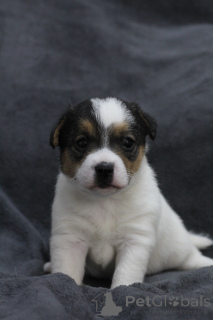 Photo №3. Jack Russell Terrier puppies. Belarus