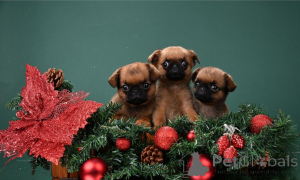 Photo №1. petit brabançon - for sale in the city of Moscow | 556$ | Announcement № 161856