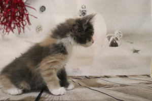 Photo №1. maine coon - for sale in the city of Novosibirsk | negotiated | Announcement № 1636