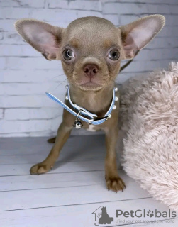 Photo №1. chihuahua - for sale in the city of Montreal | 500$ | Announcement № 103601