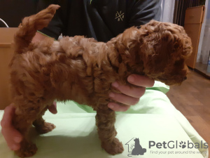 Photo №4. I will sell poodle (dwarf) in the city of Gomel. private announcement - price - 1604$