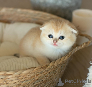 Photo №1. scottish fold - for sale in the city of New Orleans | 296$ | Announcement № 122983