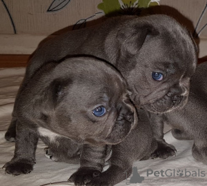 Photo №1. french bulldog - for sale in the city of Leipzig | 568$ | Announcement № 11829