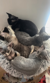 Photo №2 to announcement № 163022 for the sale of devon rex - buy in United Kingdom breeder