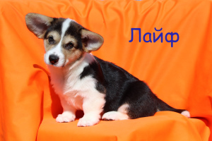 Photo №1. welsh corgi - for sale in the city of Tver | 785$ | Announcement № 6277