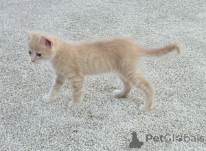 Photo №2 to announcement № 148697 for the sale of maine coon - buy in United States 