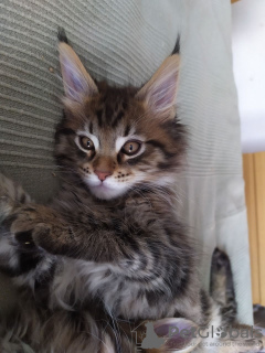 Photo №3. Passionate Maine Coon Kittens now. United States