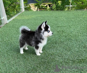 Photo №3. POMSKY PUPPIES FOR SALE. United States