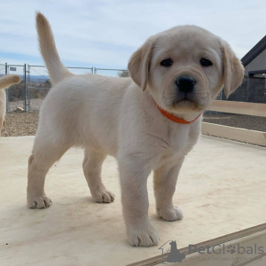 Photo №2 to announcement № 9079 for the sale of labrador retriever - buy in Russian Federation 