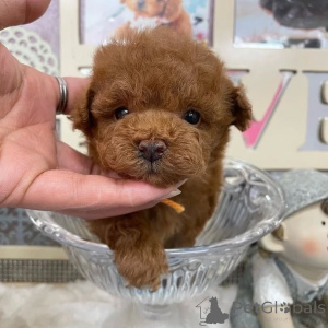 Photo №2 to announcement № 164033 for the sale of poodle (toy) - buy in Finland private announcement, from the shelter
