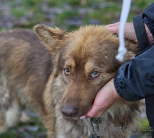 Photo №4. I will sell non-pedigree dogs in the city of Москва. private announcement - price - Is free