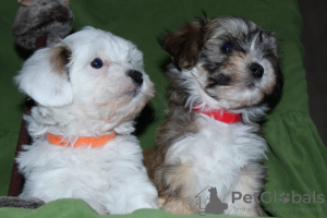 Photo №2 to announcement № 17971 for the sale of havanese dog - buy in Russian Federation from nursery