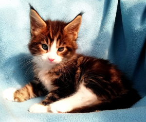 Photo №2 to announcement № 6147 for the sale of maine coon - buy in Russian Federation from nursery, breeder