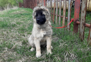 Photo №1. caucasian shepherd dog - for sale in the city of Moscow | 313$ | Announcement № 2261