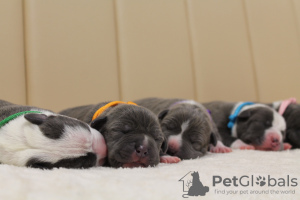 Photo №1. american staffordshire terrier - for sale in the city of Kishinev | 1129$ | Announcement № 129004