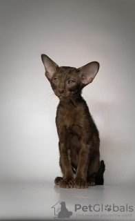 Photo №1. oriental shorthair - for sale in the city of St. Petersburg | 40000$ | Announcement № 9731