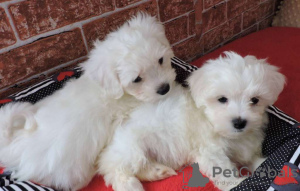 Photo №1. maltese dog - for sale in the city of Sydney | negotiated | Announcement № 33274