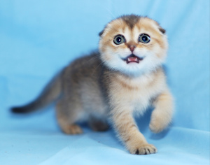 Photo №1. scottish fold - for sale in the city of Дзержинск | 360$ | Announcement № 6961