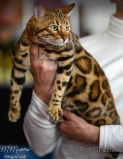 Additional photos: Bengal kittens for sale