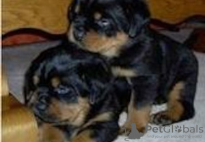 Photo №1. rottweiler - for sale in the city of Berlin | Is free | Announcement № 126697