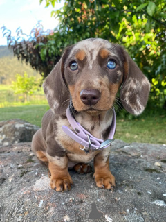 Photo №4. I will sell dachshund in the city of Delémont. private announcement - price - negotiated