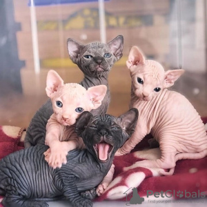 Photo №1. sphynx cat - for sale in the city of Munich | negotiated | Announcement № 109237