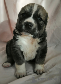 Photo №2 to announcement № 8309 for the sale of central asian shepherd dog - buy in Russian Federation private announcement