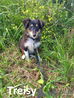 Photo №2 to announcement № 113896 for the sale of shetland sheepdog - buy in Estonia from nursery