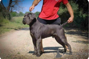 Additional photos: Cane Corso puppies