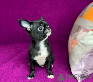 Photo №2 to announcement № 132398 for the sale of chihuahua - buy in United States 