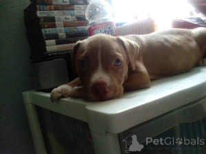 Photo №2 to announcement № 139932 for the sale of american pit bull terrier - buy in Germany private announcement