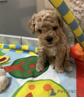 Photo №2 to announcement № 110122 for the sale of bichon frise - buy in Poland breeder